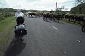 RWT 0025 007-22 Fiji Cow Traffic